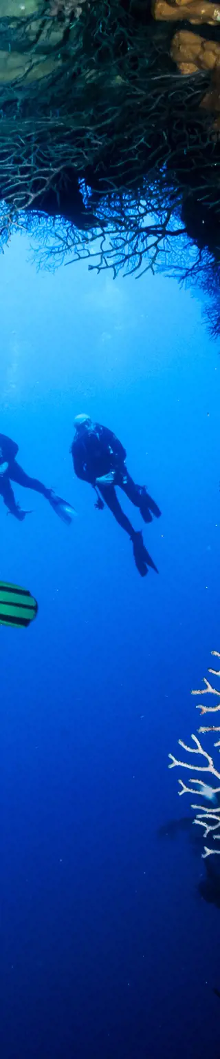 Tauche entlang den Steilwänden der Cayman Islands